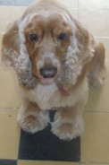 Fotos de perros